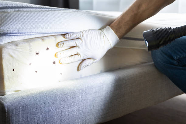 Best Affordable Pest Control Services  in Montrose, CO