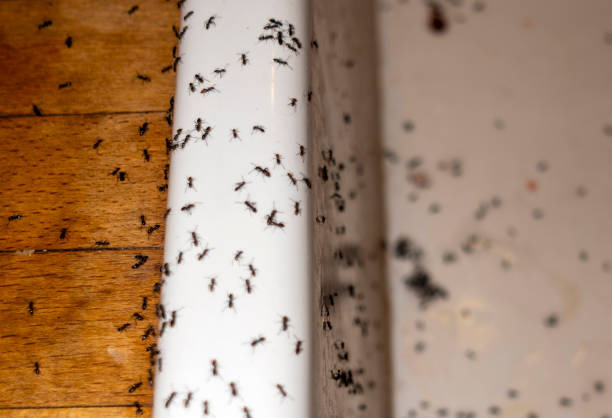 Professional Pest Control in Montrose, CO